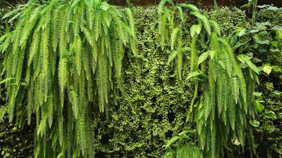 Images Green Fortune