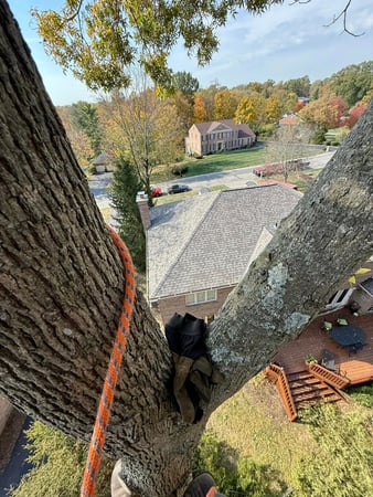 Images Taylor's Tree & Landscaping