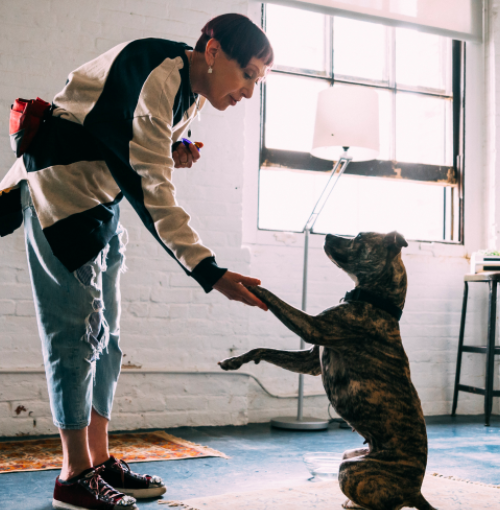 Image of Local Pet Event PUPPY CLASS TIME - UNDERSTANDING POSITIVE REINFORCEMENT Nearby