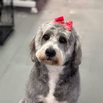 Lux Fur Pet Salon Image