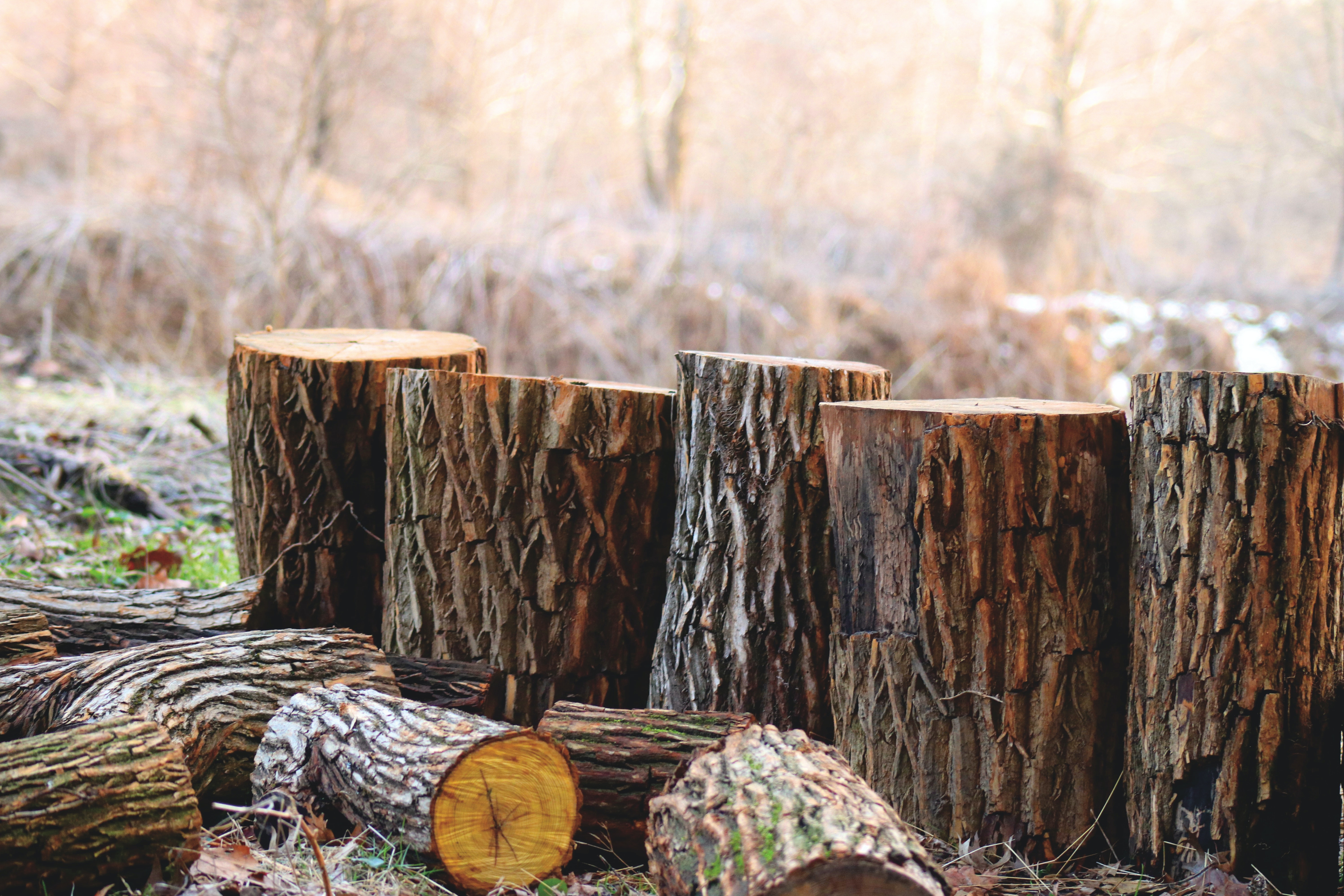 Images J. Daniels' Trees