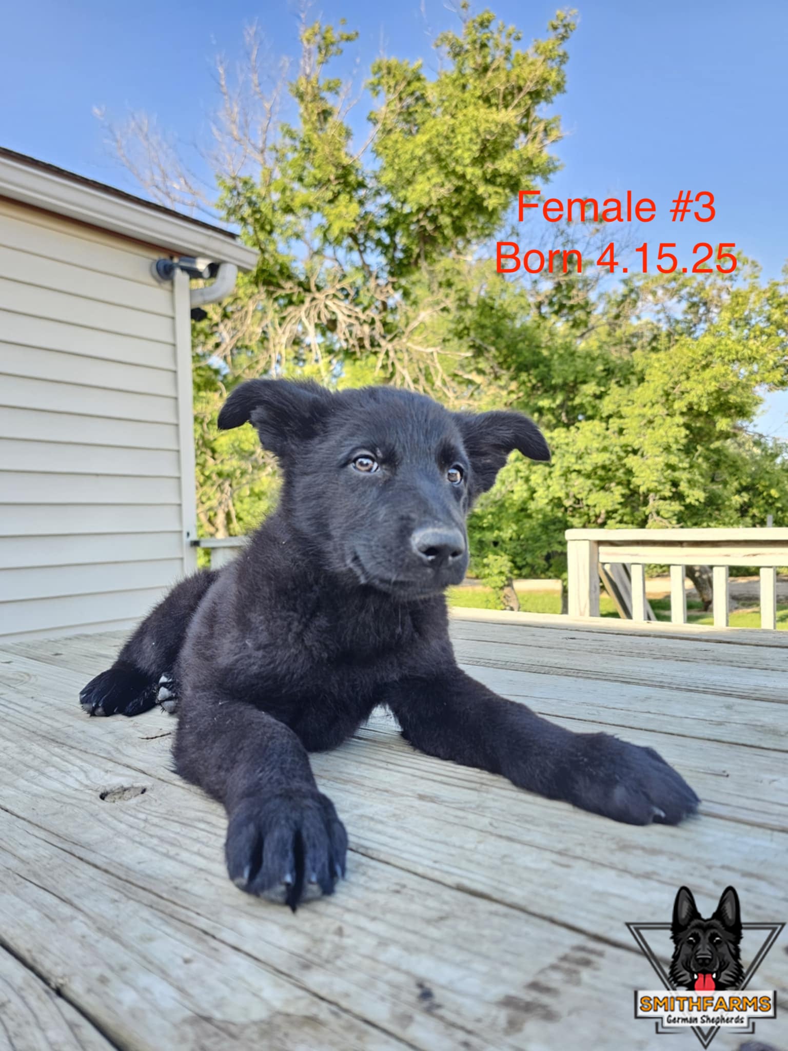 SmithFarms German Shepherds Image