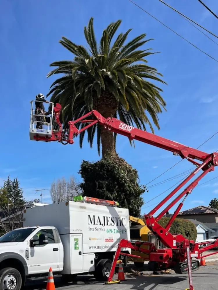 Majestic Tree Service