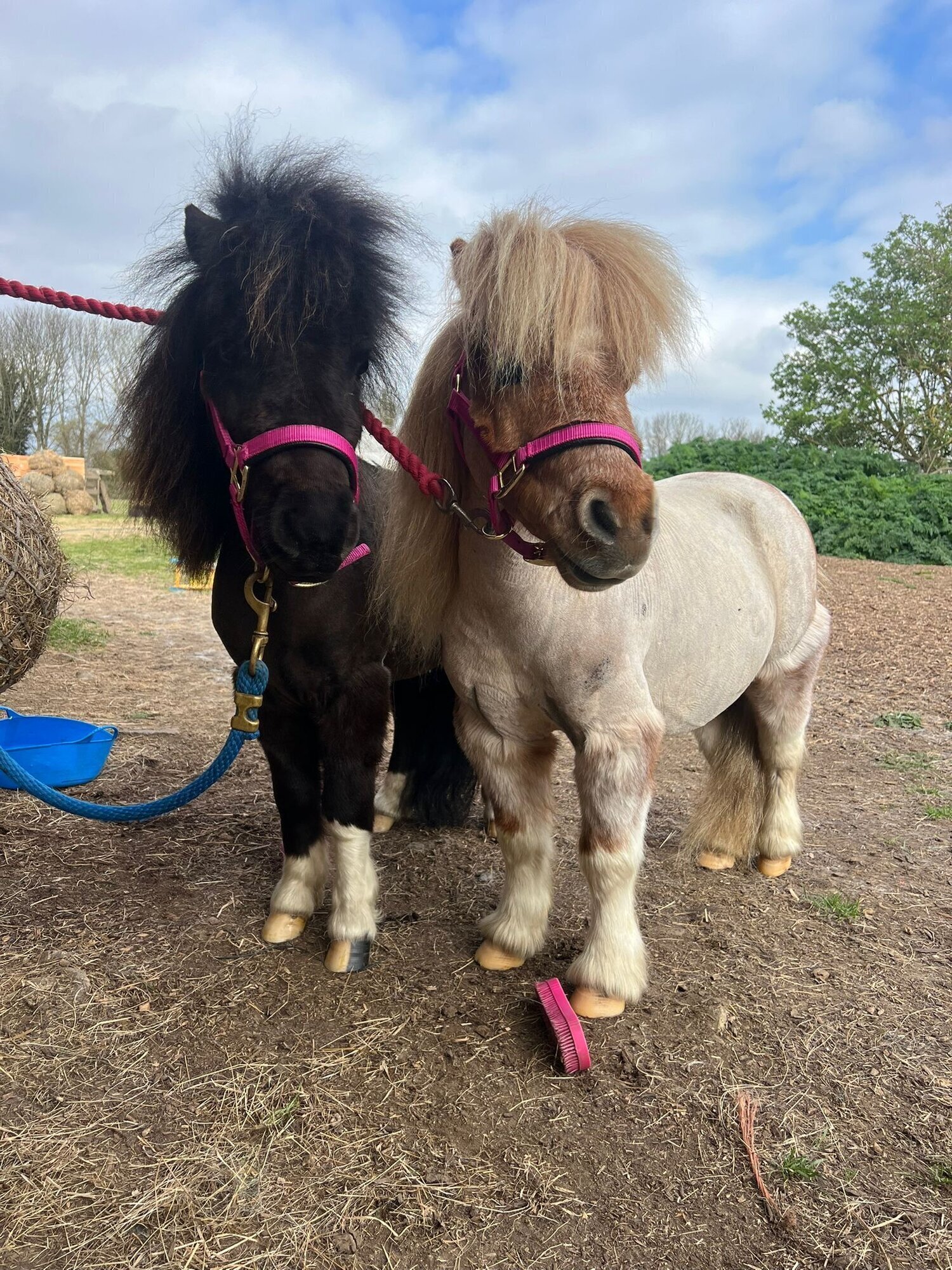 Images Kent Equine Therapy Ponies