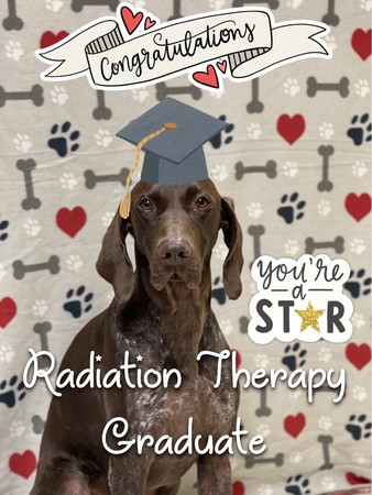 Images VCA SouthPaws Veterinary Specialists & Emergency Center