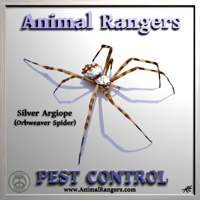 Animal Rangers, Inc. also provides general household pest control services for bugs such as roaches, carpenter ants, flees, mites, ticks, wasps, etc.