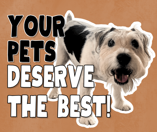 Images Cat's Diggity Dogs