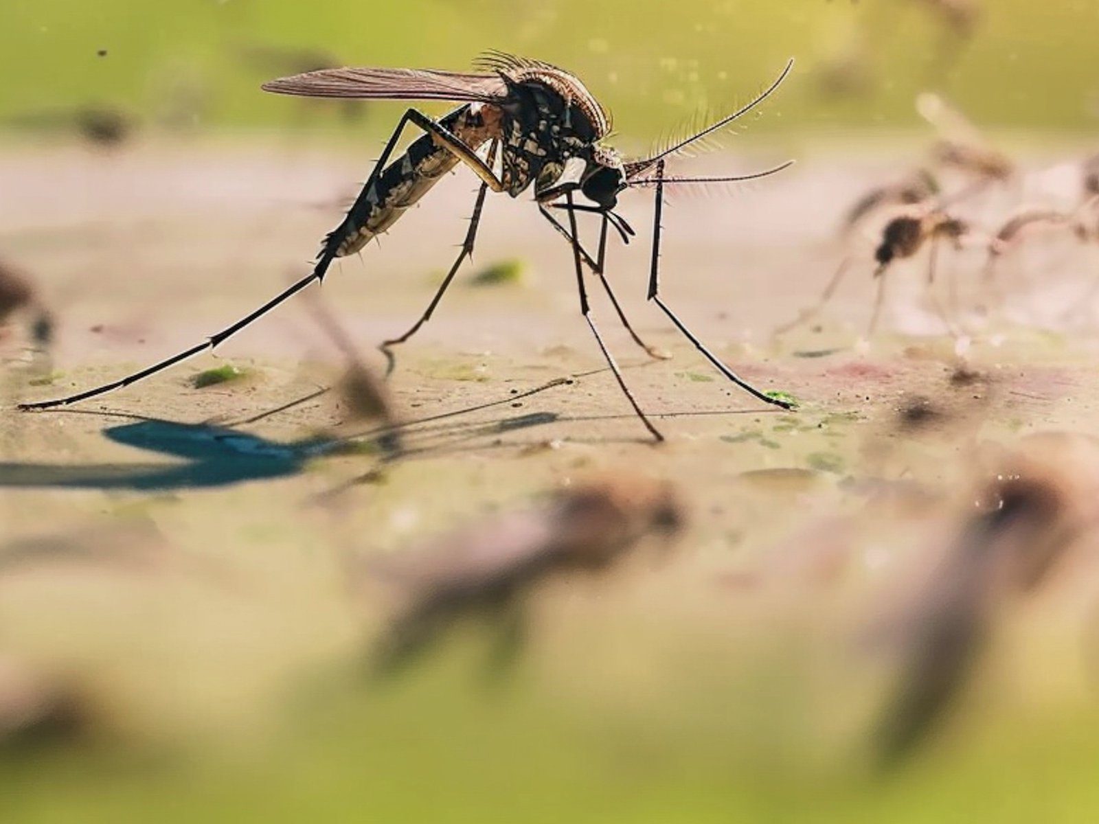 Nationwide Pest Management