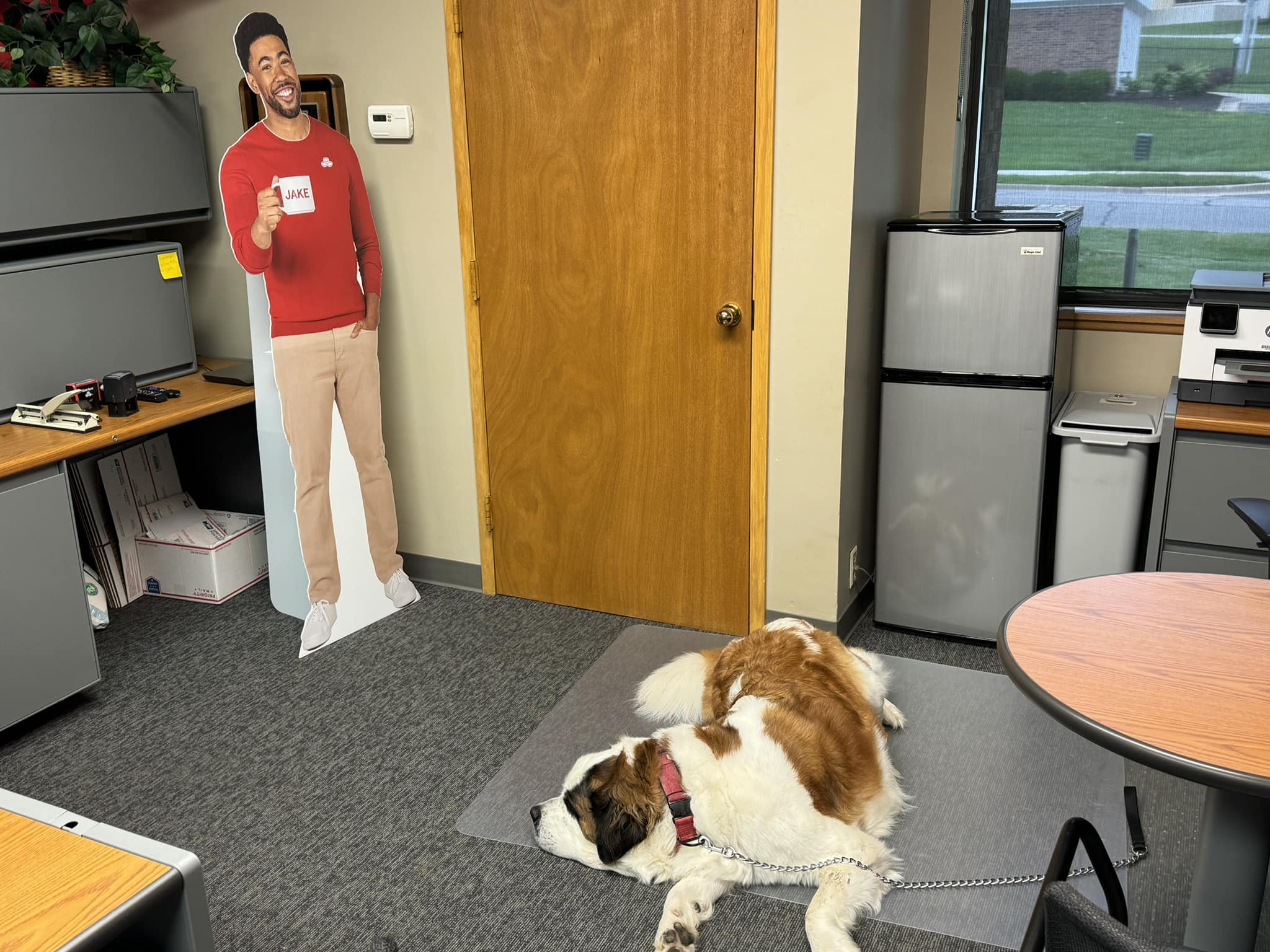 Our new employee Amadeus was found sleeping on the job today. He has been snacking to much.