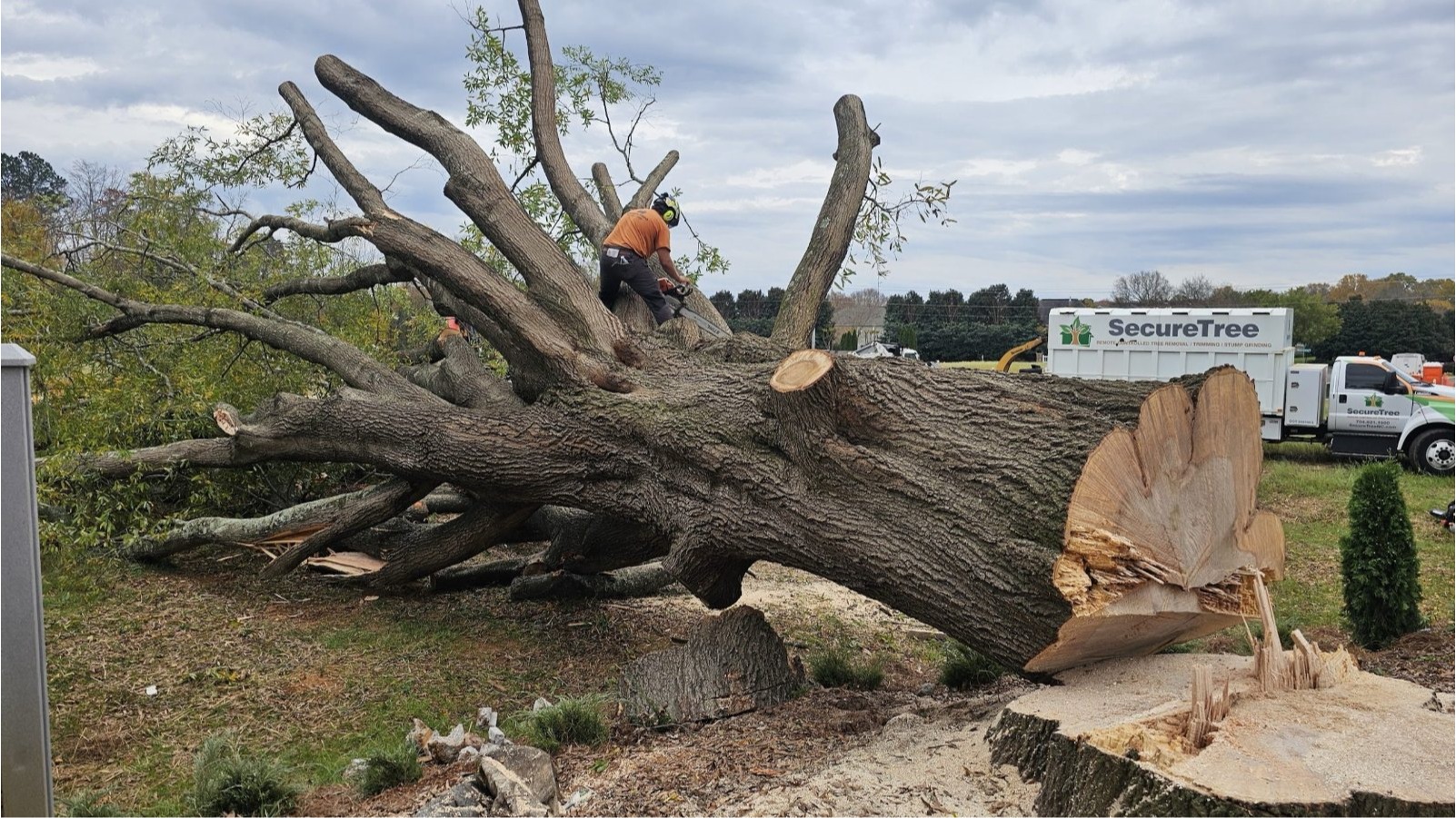 Large oak tree removal and cleanup in Union County, NC