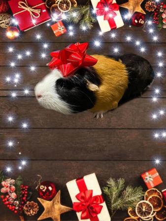 Images Frank's Pet Shop