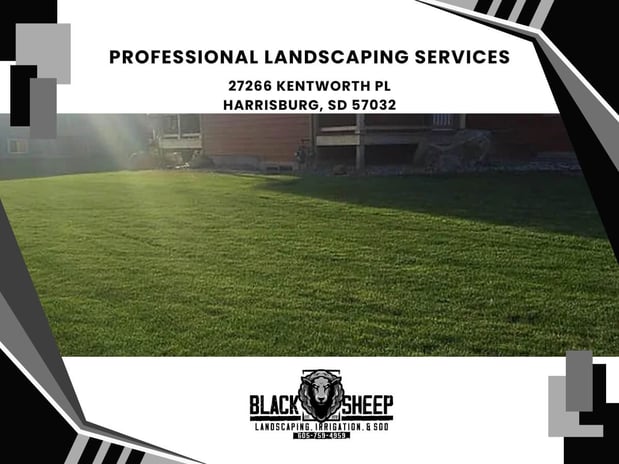 Images Black Sheep Landscape