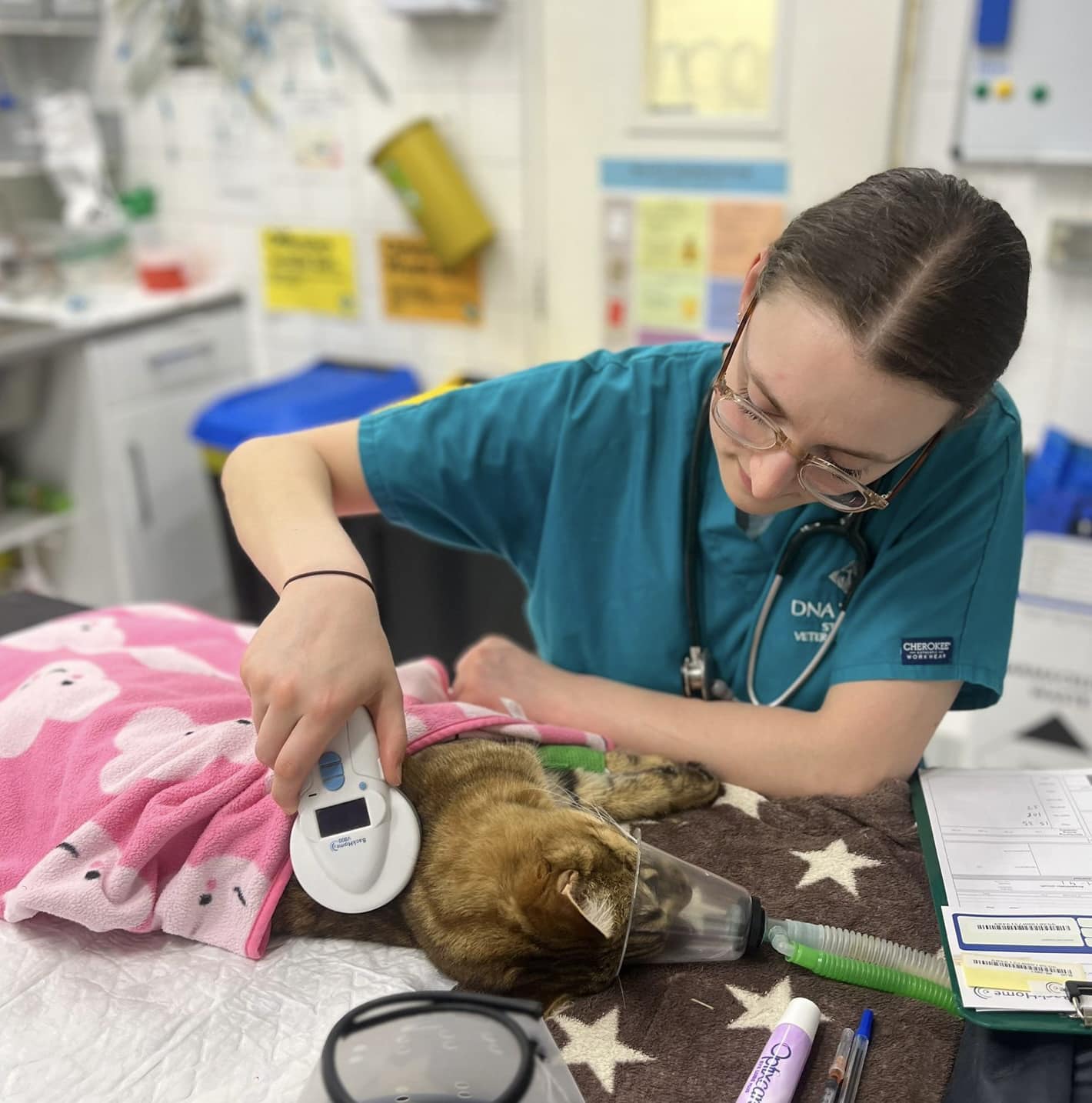 Images Streatham Hill Veterinary Surgery