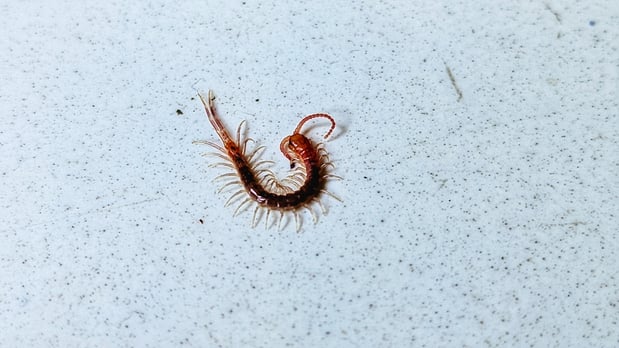 Images Aim Pest Solutions