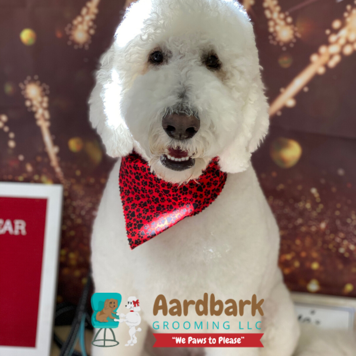 Aardbark Grooming Photo