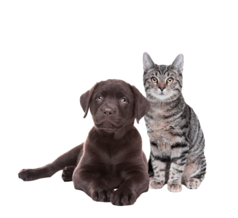 Images Il Mondo di Carlotta Pet Shop Tutto per Gli Animali