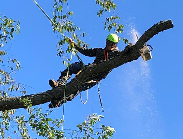 Our expertise lies in tree removal and tree trimming, working safely, and responsibly to ensure that no damage is done while we work. We also offer stump grinding and lot clearing. We are equipped to handle trees of any size and are fully insured.