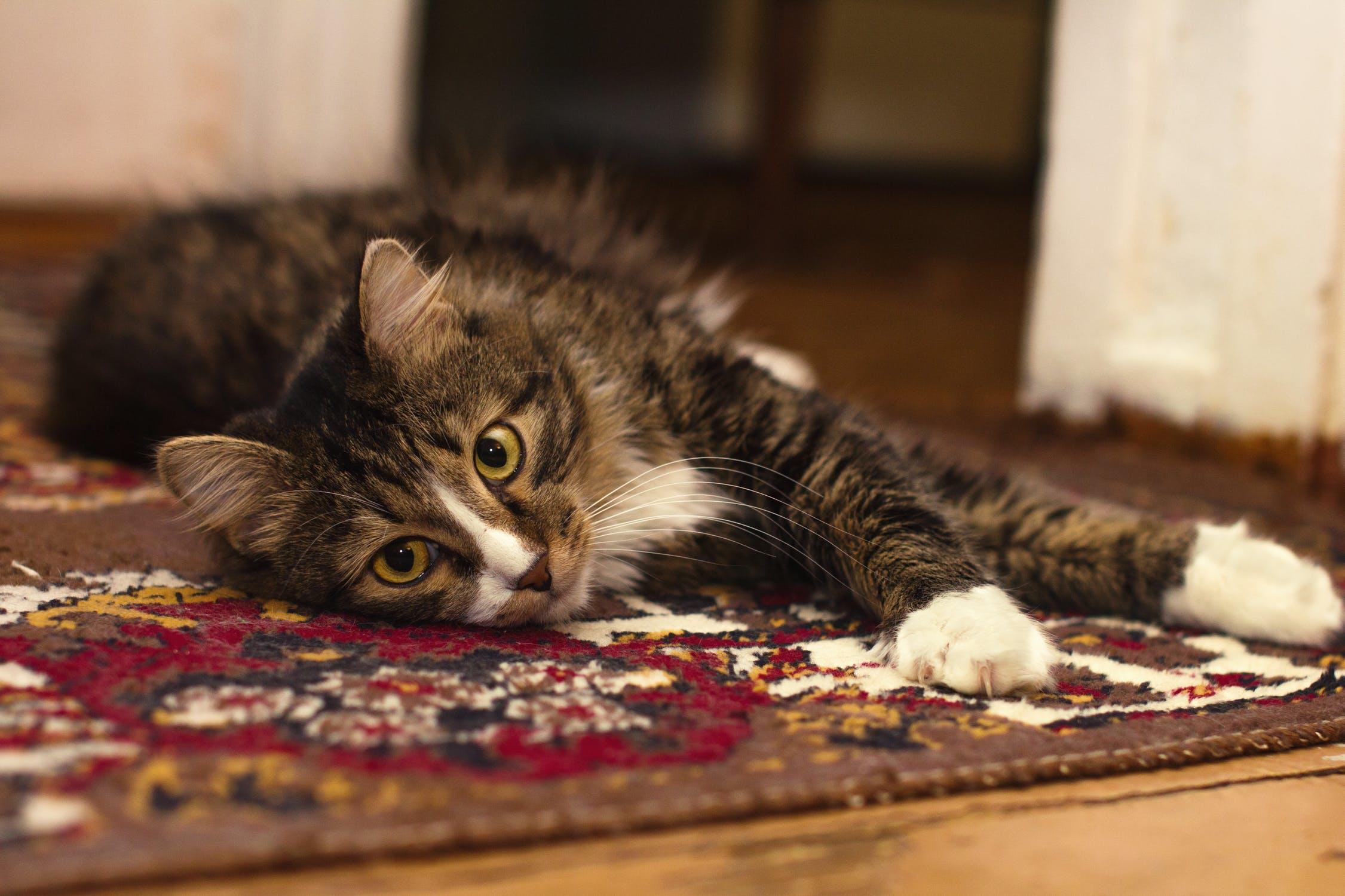 Cats shed a lot... that hair can get trapped in your area rugs. Remove it today! Call (402) 764-8131.