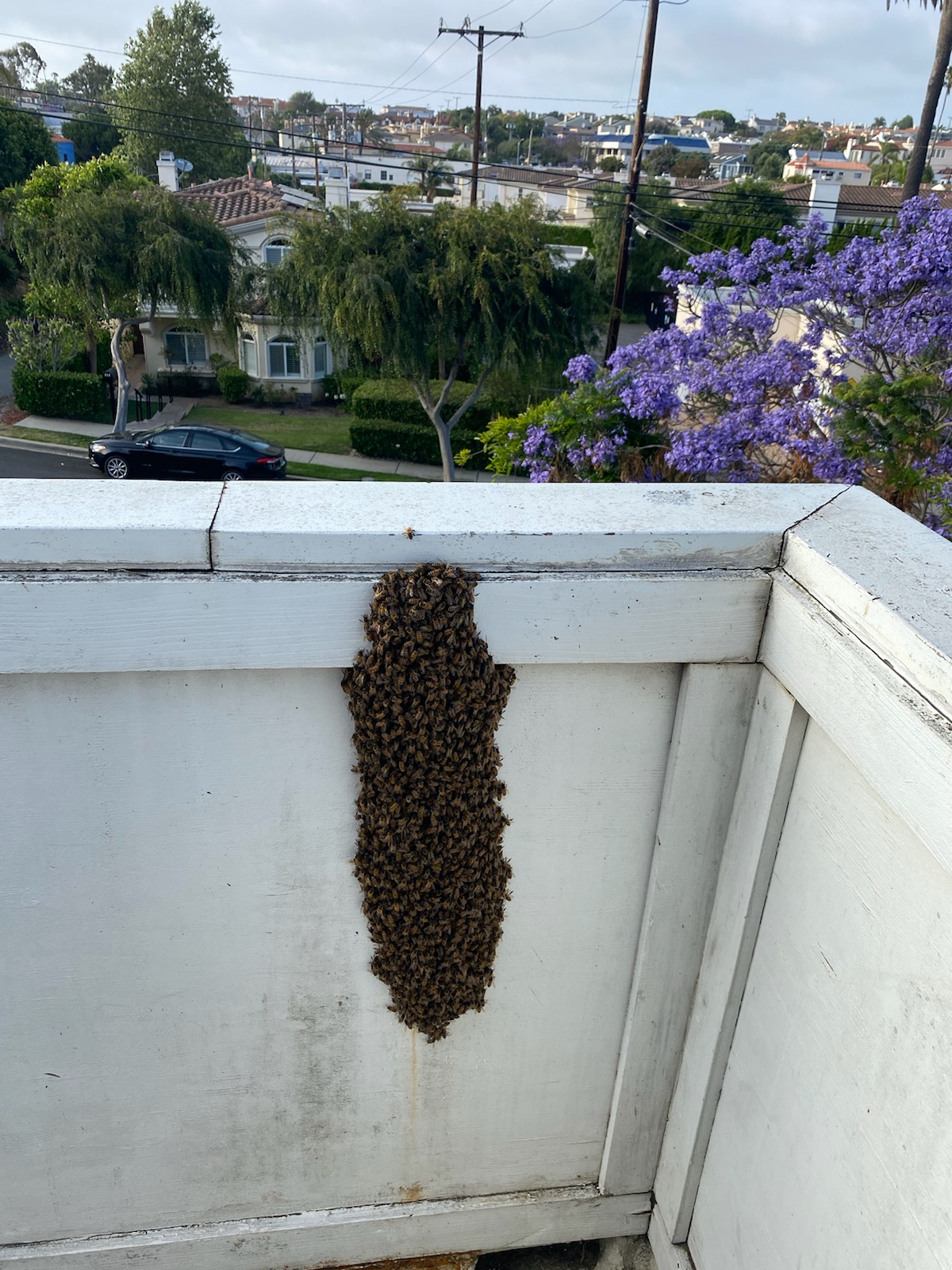 Superior Bee Control - Live bee relocation 