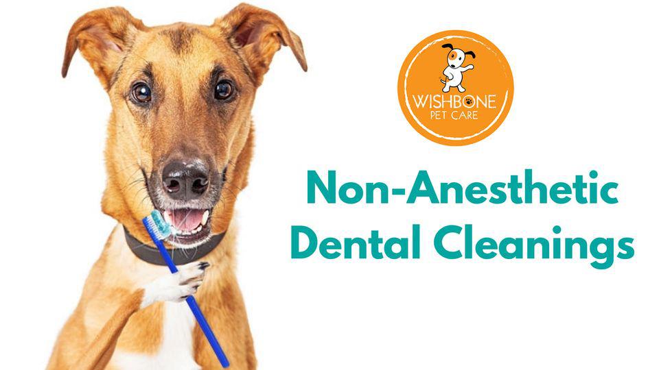 NonAnesthetic Dental Cleanings For Dogs & Cats Wishbone Pet Care