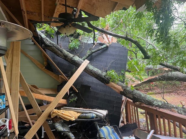 Images Elephant Trunk Tree and Landscaping