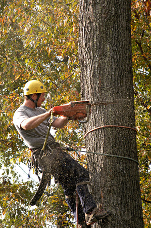 Images Oak Tree Service