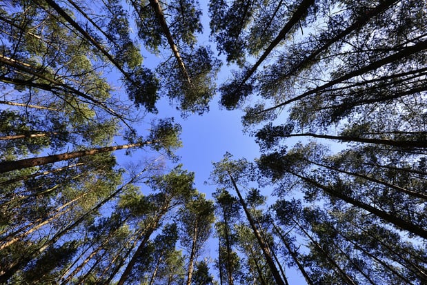 Images Texas Tree Service