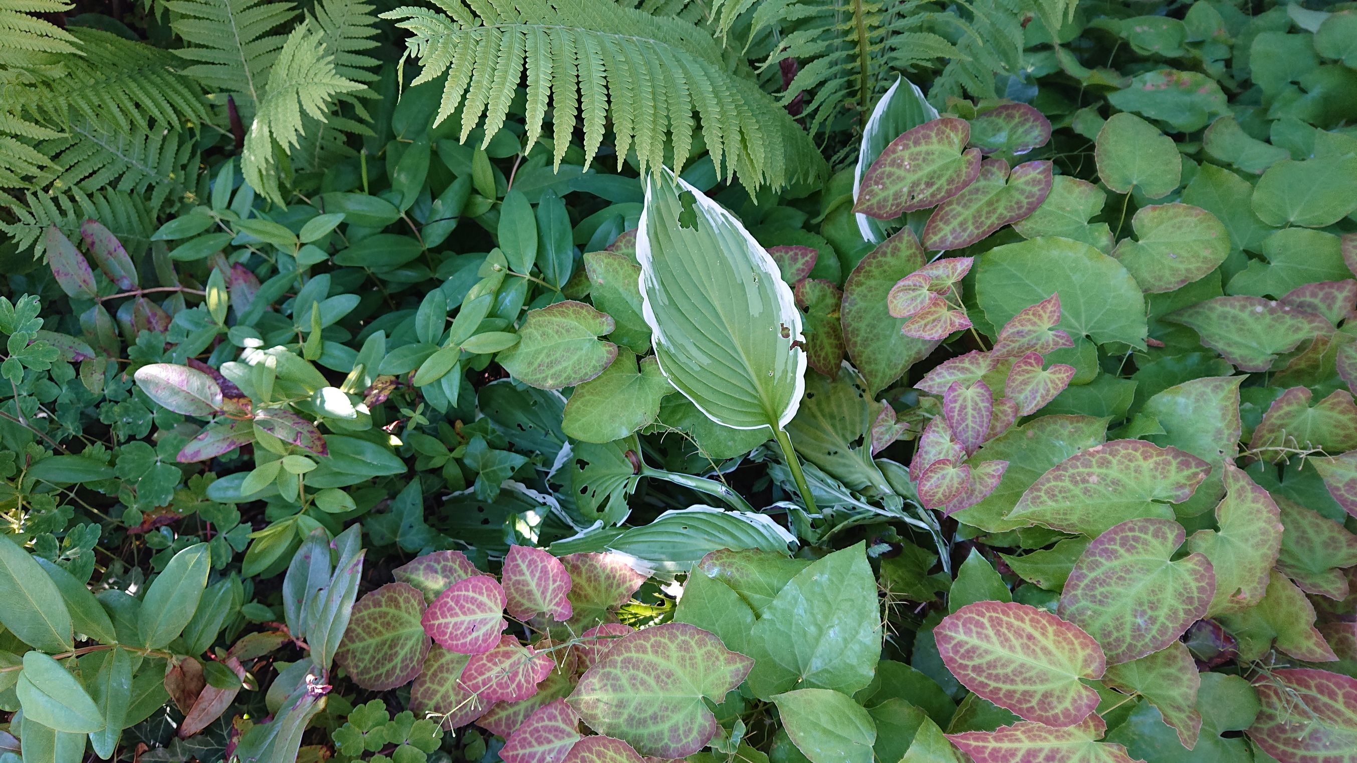 Bilder Gartenbau Meister AG
