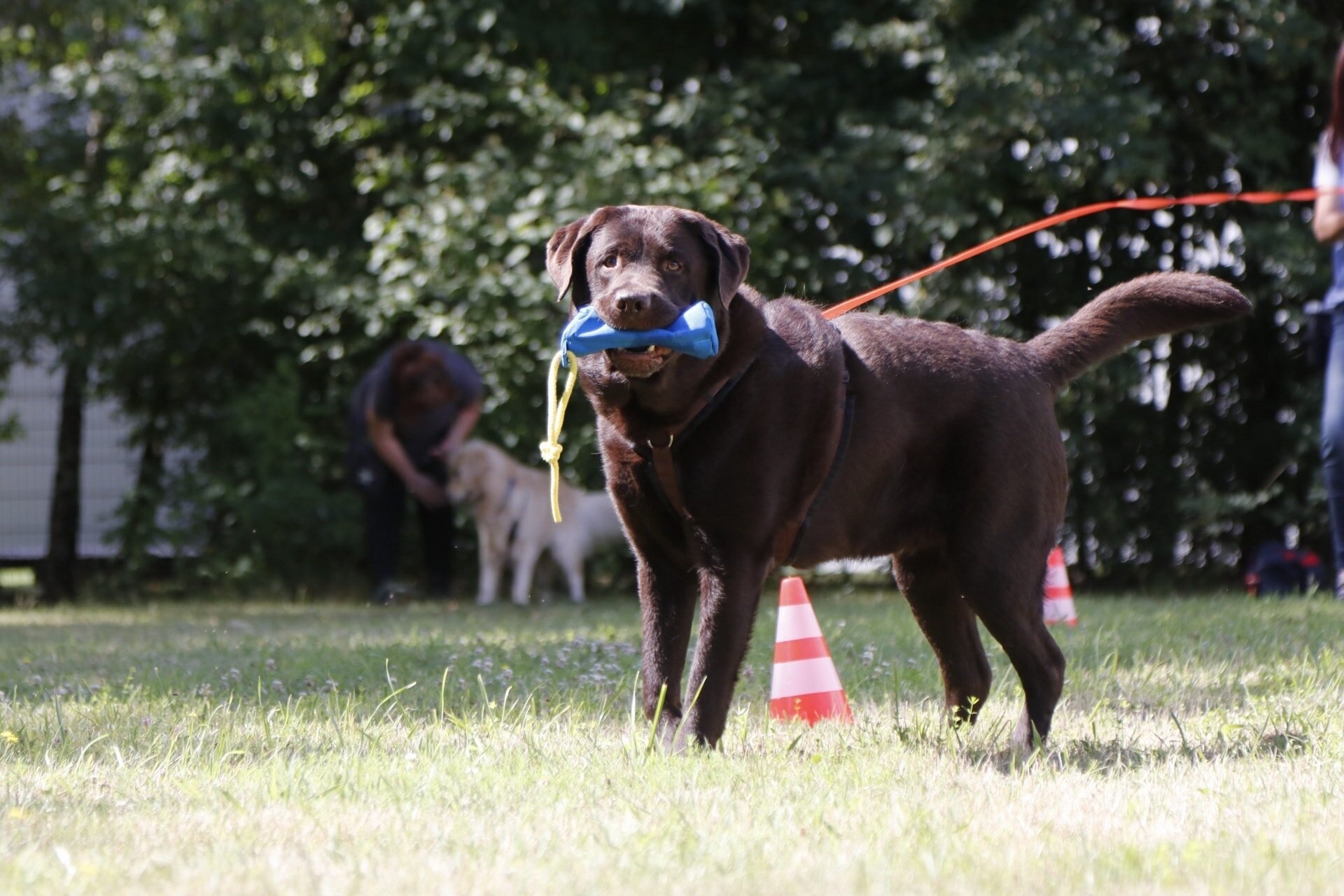Hundetraining Zum Dream-Team in Castrop-Rauxel