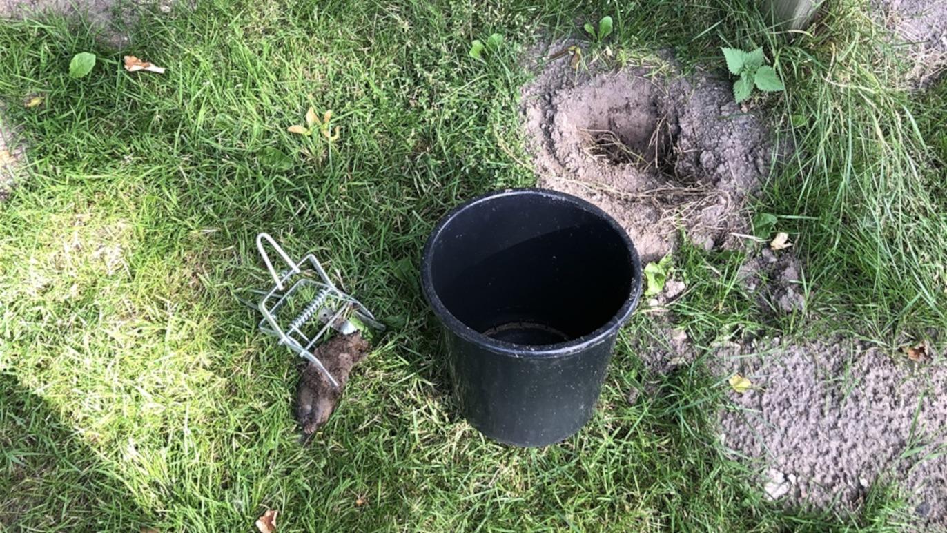 Images Havemandens Skadedyrsservice