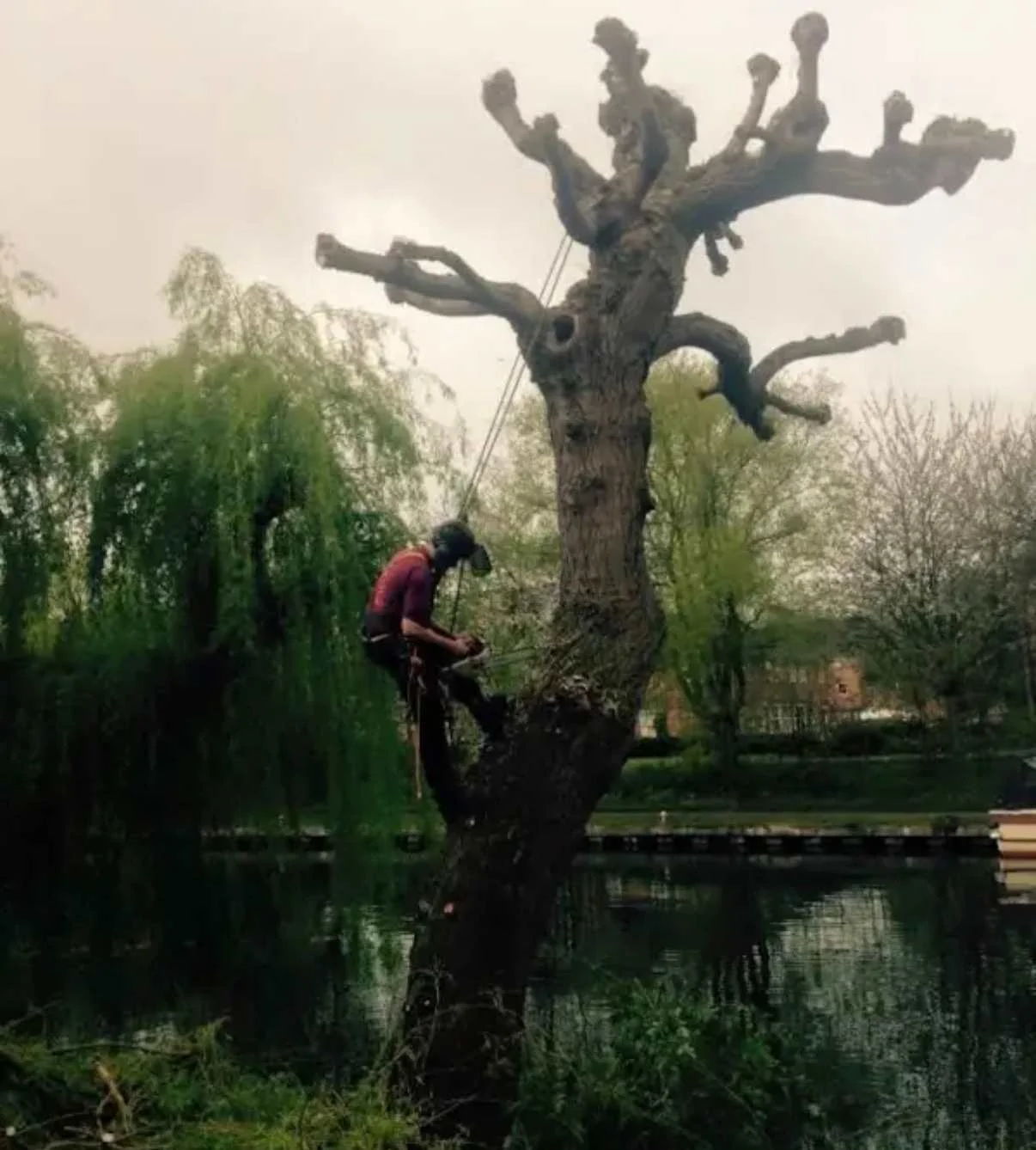 Images Tree Doctors & Landscaping