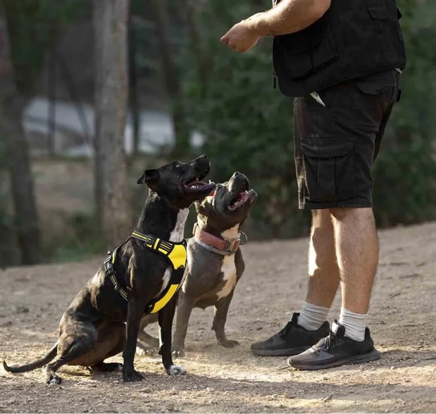 Images Spartan K9 LLC