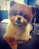 Images Featherle Pet Care Chantilly