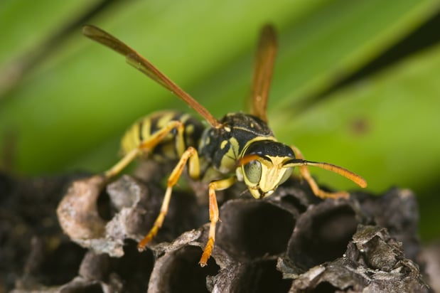 Images First Line Pest Defense
