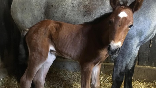 Images Pegasus Veterinär Klinik AB