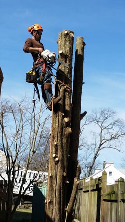 Images Keil Tree Experts Inc