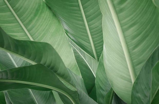 Images London Lodge Inc