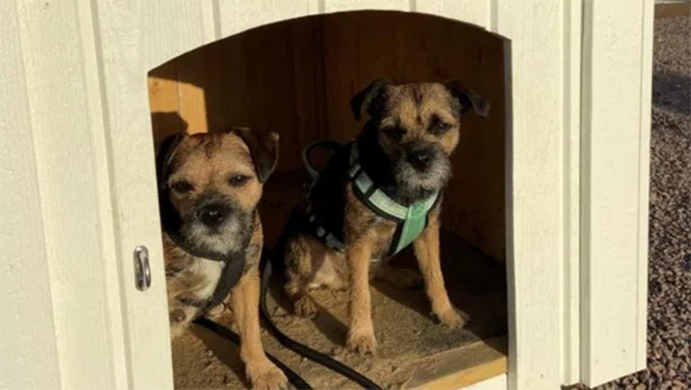 Images DB Hundservice & Specialsök