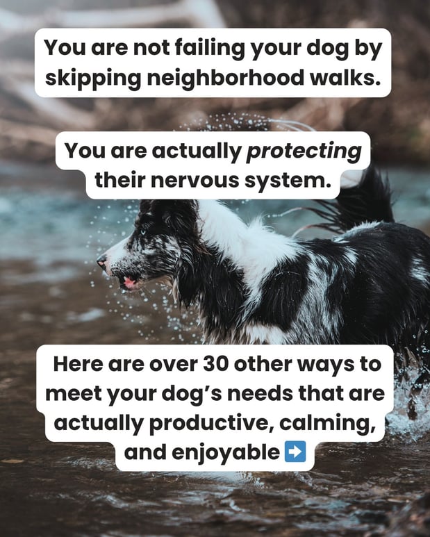 Images South Paw Doggie Daycare & Training Center