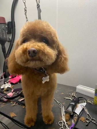 Images Miss Molly's Lap of Luxury Grooming Salon