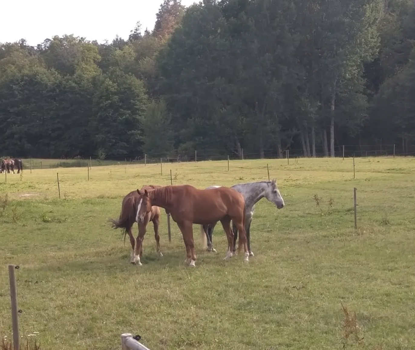 Images Djupadals Ridcenter