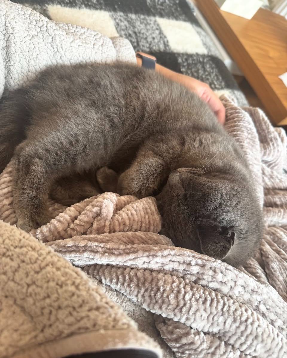 Dog, cats, bunnies, and goats, oh my! Happy National Pet Day. Celebrate the joy pets bring every day, and keep your message clear of restricted terms like best or protect.