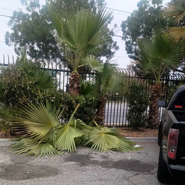 Images Canalez Gardening Service