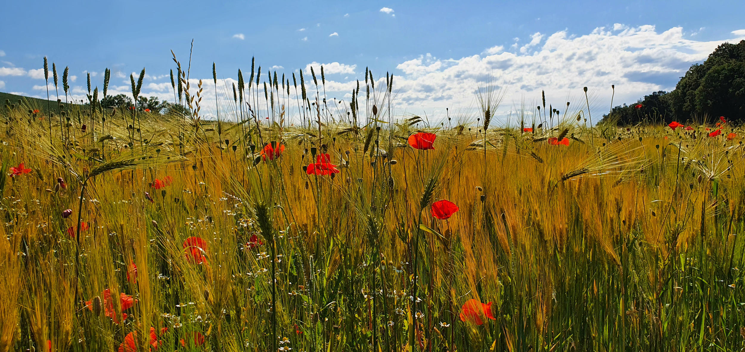 Trauerhilfe Hasler GmbH, Garmiswilstrasse 25 in Düdingen