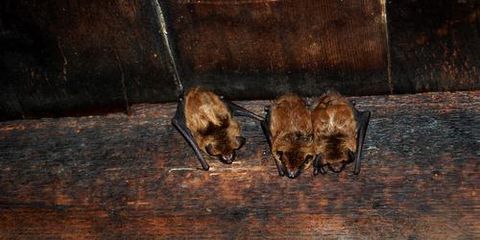 Pest Control Expert Shares 5 Ways to Deal With Bats in the Attic Taylor's Weed & Pest Control LLC Hobbs (575)492-9247