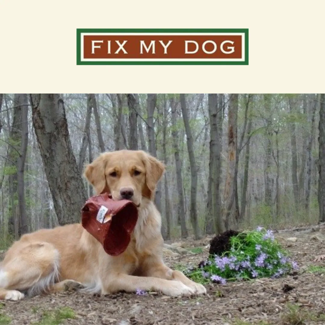 Image of Local Pet Event FREE Dog Training Q&A! with NJ Fix My Dog! Nearby