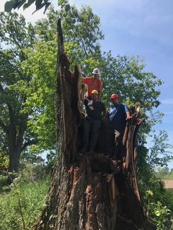 Images Andy's Tree Service