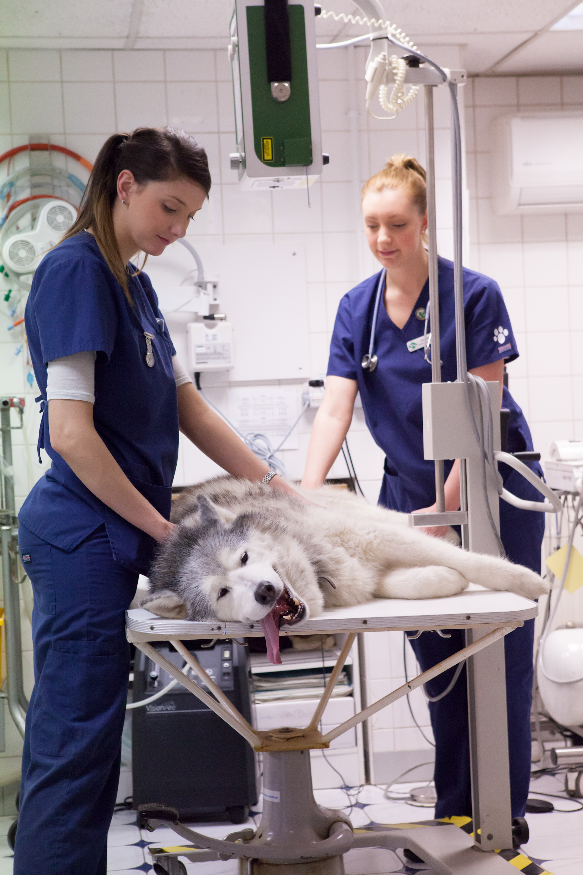 Images Streatham Hill Veterinary Surgery