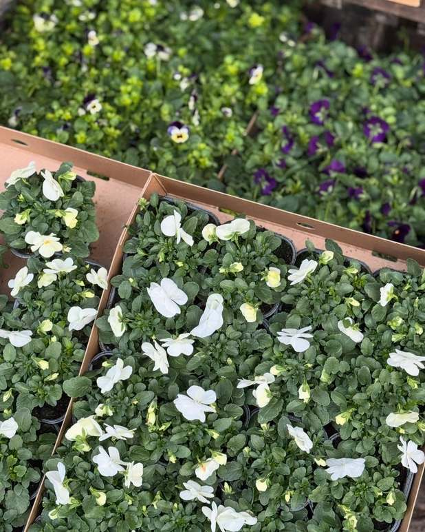 Images Camillas Blommor i Helsingborg - Blomsterhandel Helsingborg
