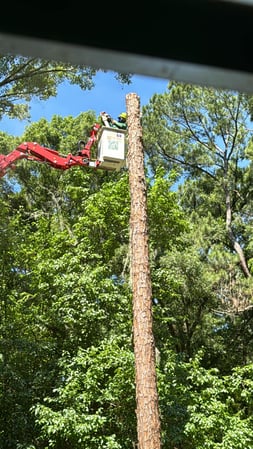 Images Magana Tree Service